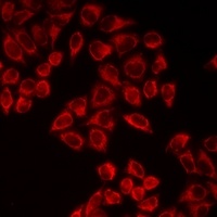 CTNS antibody