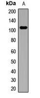 CD249 Rabbit Polyclonal Antibody