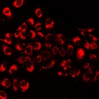 MIF antibody