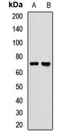 LSS Rabbit Polyclonal Antibody