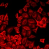 Anti-PEG1 Antibody