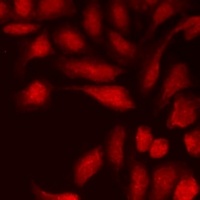 Anti-Cyclophilin D Antibody