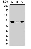 ASCT2 Rabbit Polyclonal Antibody