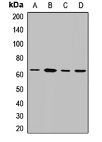DYRK2 Antibody