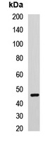 CCNE2 Antibody