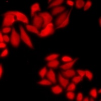 Anti-COPS2 Antibody