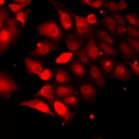 Anti-TRAF4 Antibody