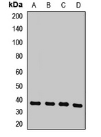 COPS6 Antibody