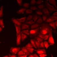 COPS6 Antibody