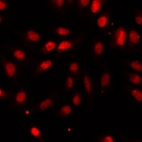 Anti-NTMT1 Antibody