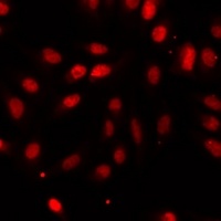 NTMT1 antibody