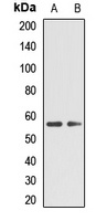 TPH2 Antibody