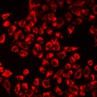 TPH2 Antibody