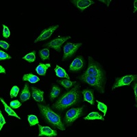 PLA2G2D antibody