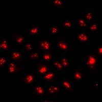 Anti-FOXN2 Antibody
