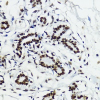 Histone H3 antibody