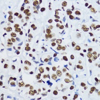 Histone H3 antibody