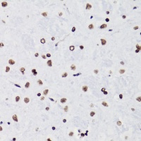 Histone H3 antibody