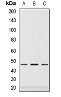 PAX6 Rabbit Polyclonal Antibody