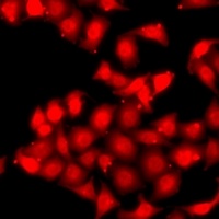 AMPK alpha 2 Antibody