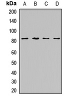 ZNF544 Rabbit Polyclonal Antibody