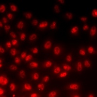 Anti-PPAN Antibody