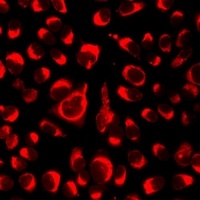 NLRC4 antibody