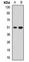 HLX Rabbit Polyclonal Antibody