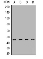 PIP4K2 alpha Rabbit Polyclonal Antibody