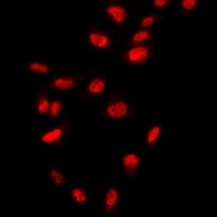 Anti-THAP1 Antibody