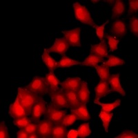 Anti-UBA6 Antibody