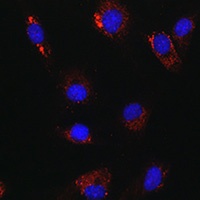 Anti-ATG14 Antibody