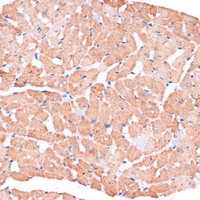 Anti-Dishevelled 2 Antibody