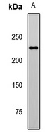 FANCM Antibody