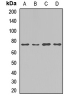 ChREBP Rabbit Polyclonal Antibody