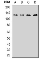 Calpastatin Antibody