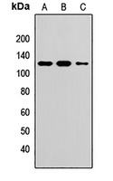 Topoisomerase 1 Rabbit Polyclonal Antibody