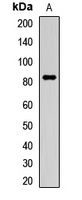 LEPREL1 Rabbit Polyclonal Antibody