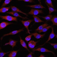 Anti-NEDD4L Antibody