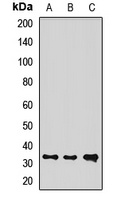 REDD1 Rabbit Polyclonal Antibody