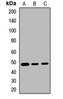SYT11 Antibody