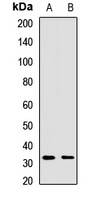 Syntaxin 12 Antibody