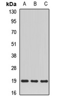 SCAND1 Rabbit Polyclonal Antibody