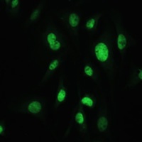 Anti-MDC1 Antibody
