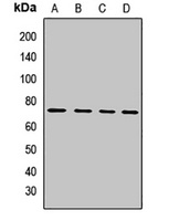 IL-4I1 Antibody
