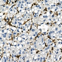 CD163 antibody