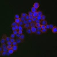 CD163 antibody