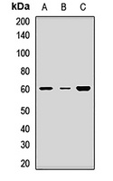 Vasopressin V1a Receptor Rabbit Polyclonal Antibody