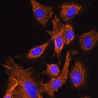 Anti-Vasopressin V1a Receptor Antibody