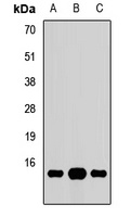 GNG10 Rabbit Polyclonal Antibody